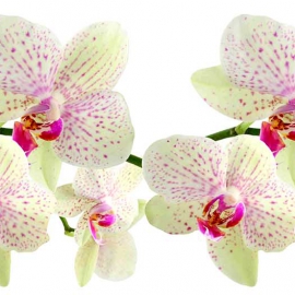 Фартук для кухни Орхидея белая